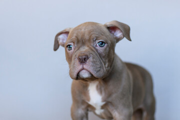 Obraz premium Calm American Bully puppy with blue eyes sitting on a neutral background. Studio portrait of a muscular young dog with a serious expression. Cute and expressive pet photo.