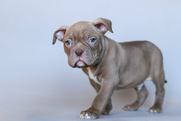 Calm American Bully puppy with blue eyes sitting on a neutral background. Studio portrait of a muscular young dog with a serious expression. Cute and expressive pet photo.

