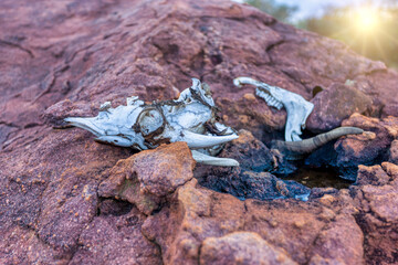 goat skull on granite rocks in the dry african bush