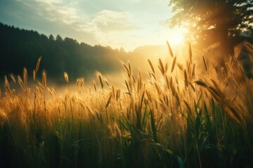 Fototapeta premium Nature forest field sun.
