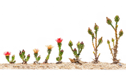 Growth Stages of Flowering Desert Plant