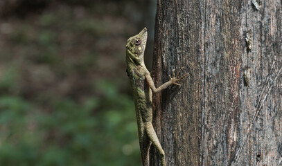 Tropical lizard climbing a tree trunk. Close-up of a lizard climbing a tree in a forest.