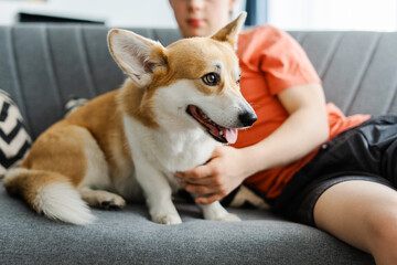 Happy pembroke welsh corgi sitting on sofa with teenager boy relaxing