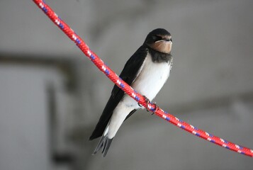 Junge Rauchschwalbe sitzt auf einem roten Seil.