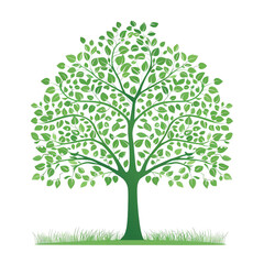 tree, green leaves, png on transparent background