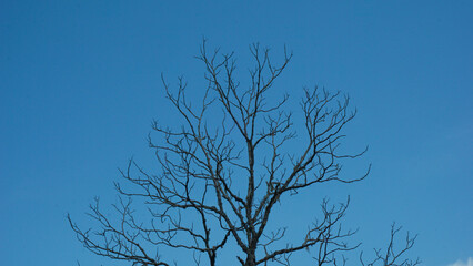 Bare tree against a clear blue sky. Ideal for nature presentations, backgrounds or seasonal concepts.