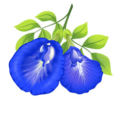 The illustration of the blue flower is very beautiful.