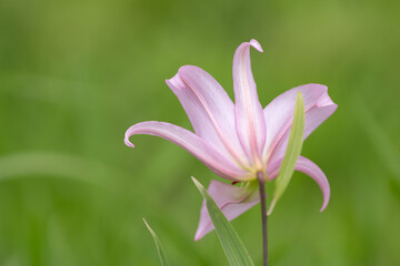 Fototapeta premium 野に咲くササユリ