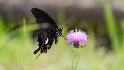 アザミの花に止まるモンキアゲハ