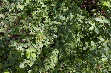 Unripe bush of flowers Spiraea Vanhouttei at park. Beautiful ornamental plant in spring