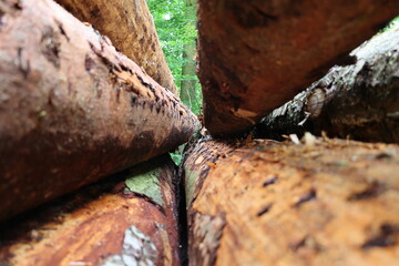 Blick durch baumstämme die gestapelt sind