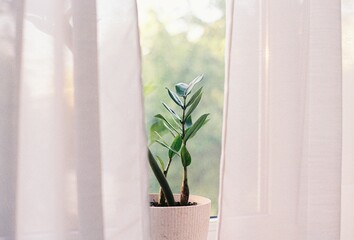 plant in window