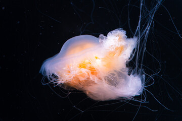 jellyfish in water © Daniel