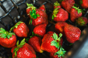 Fresh picked juicy red strawberries in wicker basket.  Ripe and succulent berries close up