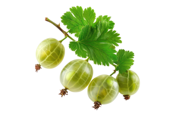 Gooseberry isolated on transparent background