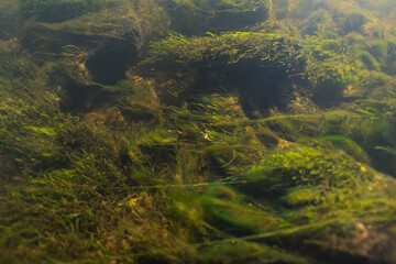Underwater photo, trout fry on the river bottom near the algae. Close up.
