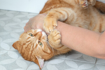 Angry aggressive adult ginger tabby cat bites and scratches and a woman's hand tries to touch him