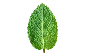 Fototapeta premium Mint leaf isolated on transparent background