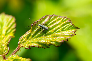 Meadow plant bug (leptopterna dolabrata) insect nymph bug commonly found in grassy areas and can be a garden pest for gardener's lawn grass, stock photo image
