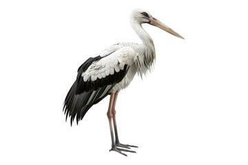 Fototapeta premium Stork isolated on transparent background