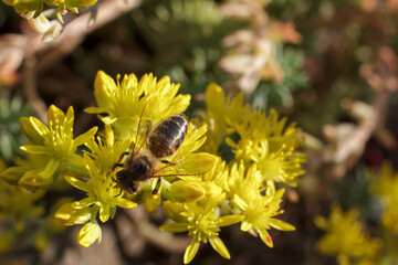 Sedum acre Aureum with a bee in the garden.