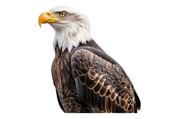 Obraz premium Bald eagle isolated on transparent background