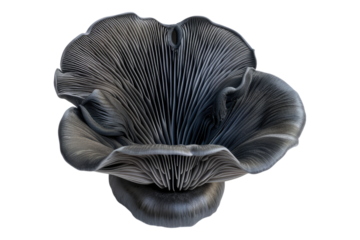 Black ear mushroom isolated on transparent background
