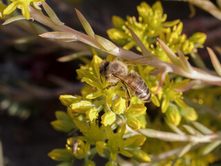 Sedum acre Aureum with a bee in the garden.