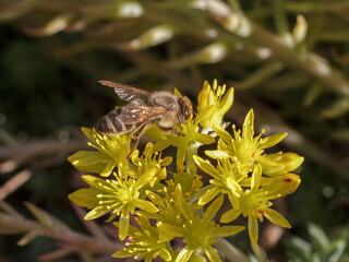 Sedum acre Aureum with a bee in the garden.