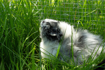 Meerschweinchen rosette tier Nager