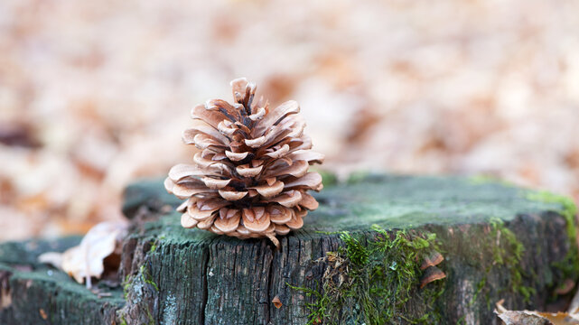 pine cone on a stump. pine cone on stump in the pine tree forest. old stump, green moss. macro photo. natural background, autumn time, close-up. - Powered by Adobe