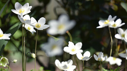 Anemone sylvestris. delicate flowers in the garden, in the flowerbed. floral background. white flowers. spring season. close-up