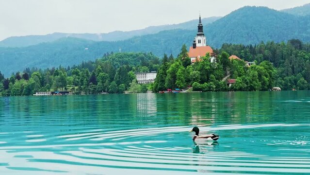 A duck on the glacial Lake Bled