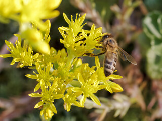 Sedum acre Aureum with a bee in the garden.