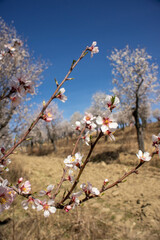 almond tree blossom