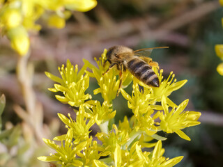 Sedum acre Aureum with a bee in the garden.