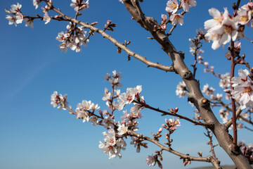almond tree blossom