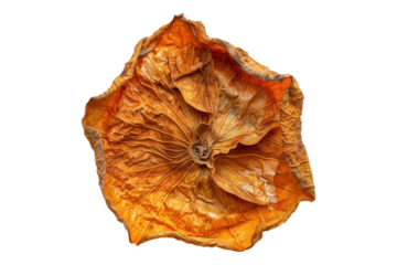 Dry bael fruits isolated on transparent background