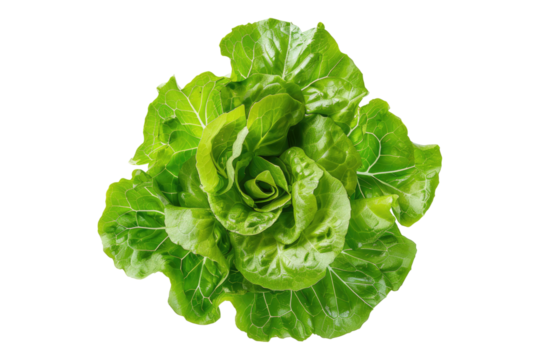 Fresh lettuce isolated on transparent background