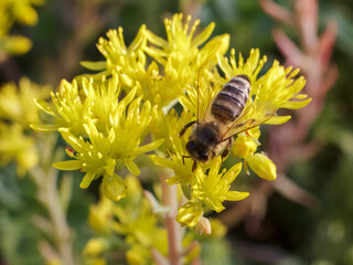 Sedum acre Aureum with a bee in the garden.
