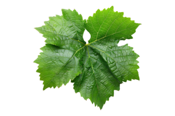 Grapes leave isolated on transparent background