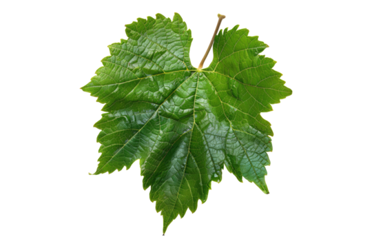 Grapes leave isolated on transparent background