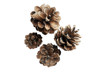 Pine Cones isolated on transparent background