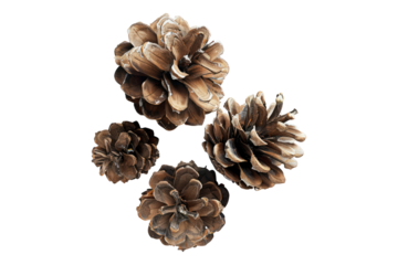Pine Cones isolated on transparent background