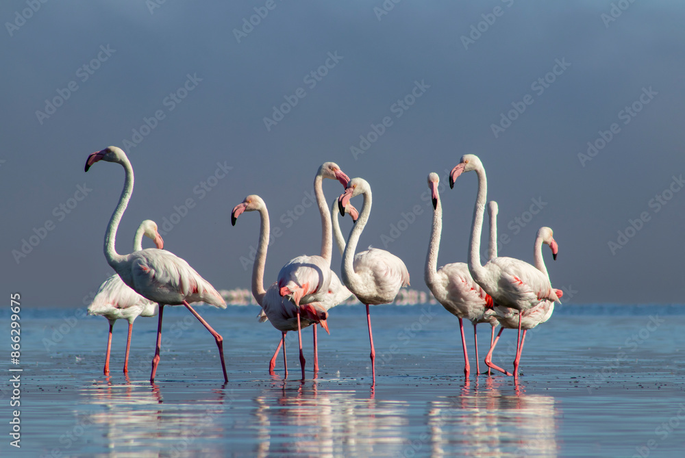 Wall mural African wild birds. A flock of great flamingos on the blue lagoon against the bright sky