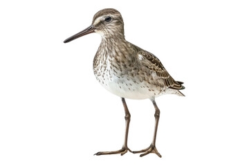Sandpiper isolated on transparent background