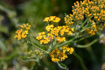 Yarrow Terracotta flowers