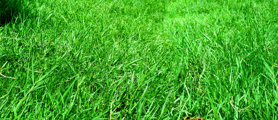 green grass natural background texture