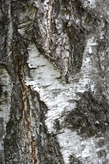 Common birch bark detail
