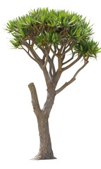 Fototapeta premium Dragon Tree with Spiky Foliage